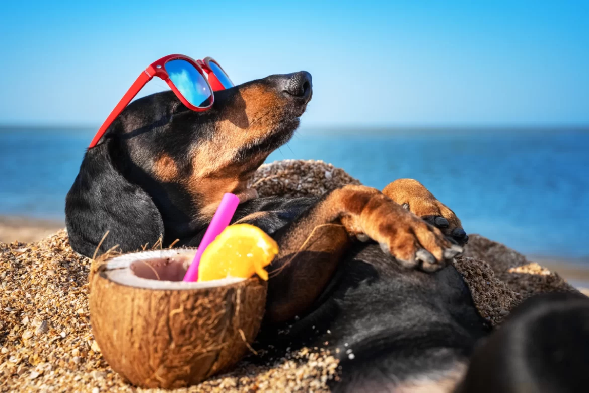 Dog-Friendly Accommodation: Relaxing with Your Furry Friend