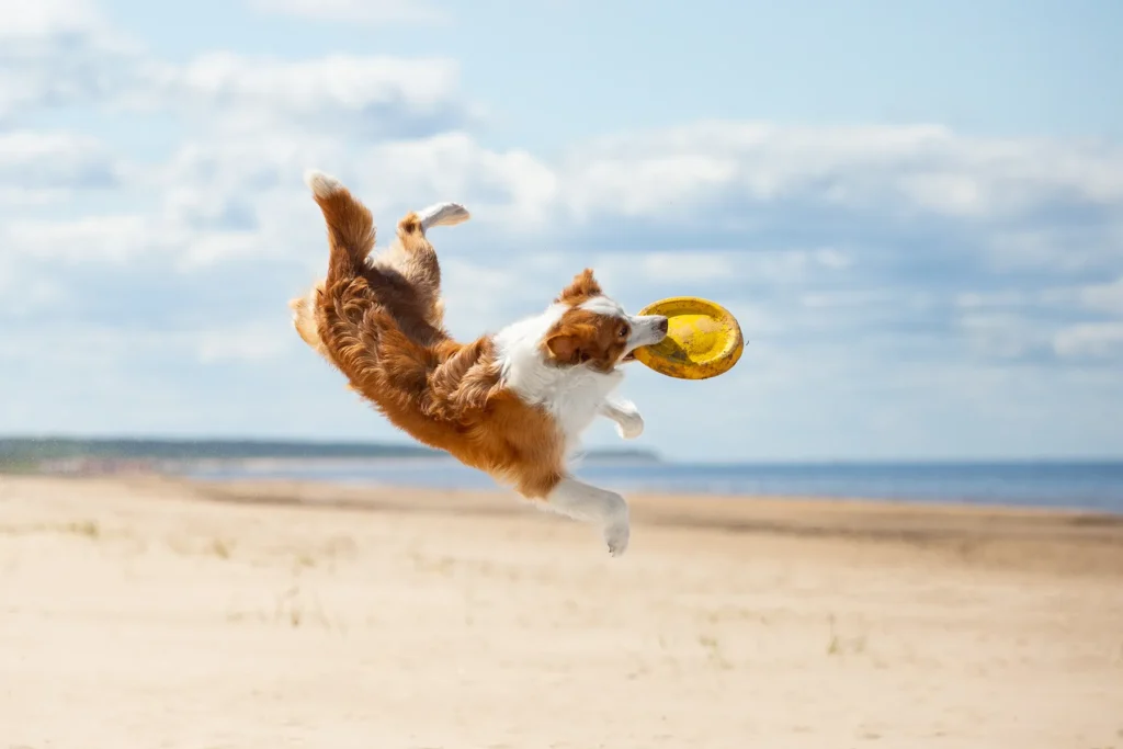 A happy dog playing on Saltburn beach 
