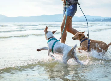 Dog-Friendly Holiday Cottages Near the Beach